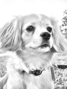 Small Greek Domestic Dog