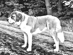St Bernard