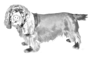 Sussex Spaniel