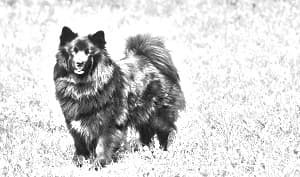 Swedish Lapphund