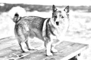Swedish Vallhund