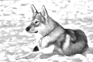 Tamaskan Dog