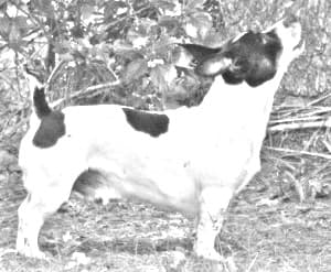 Teddy Roosevelt Terrier