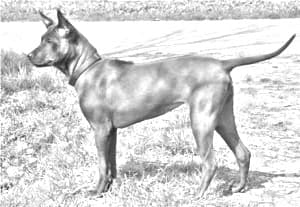 Thai Ridgeback