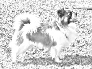 Tibetan Spaniel