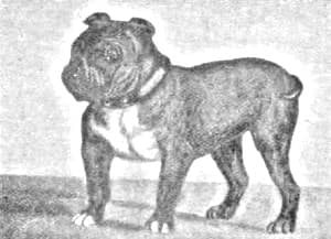 Toy Bulldog