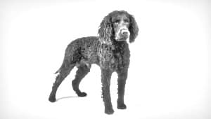 Tweed Water Spaniel