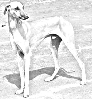 Vanjari Hound