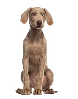 Weimaraner