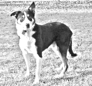 Welsh Sheepdog
