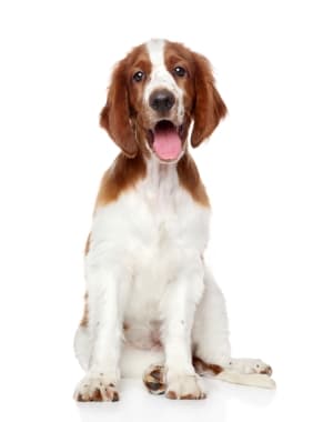 Welsh Springer Spaniel