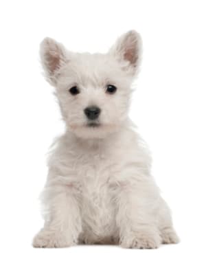 West Highland White Terrier