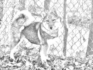 West Siberian Laika