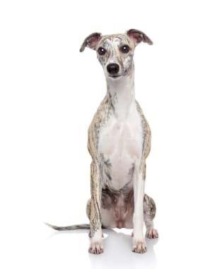 Whippet