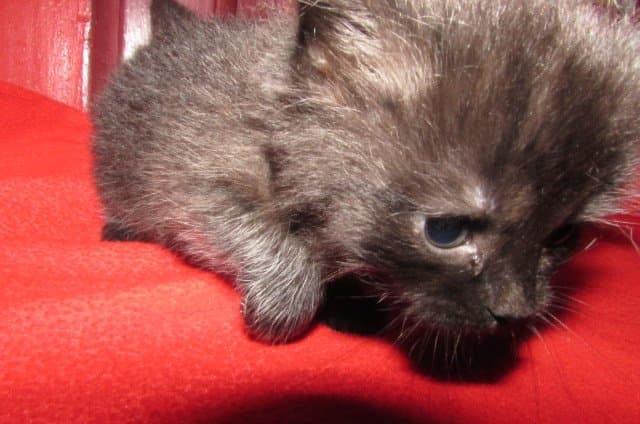ragdolls for sale