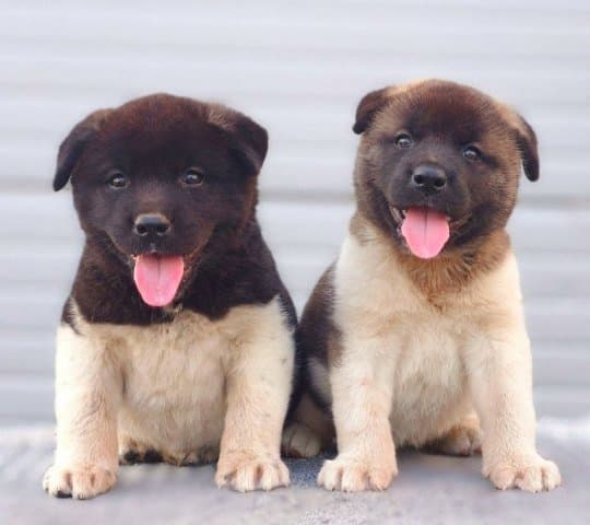 American Akita, TOP puppies