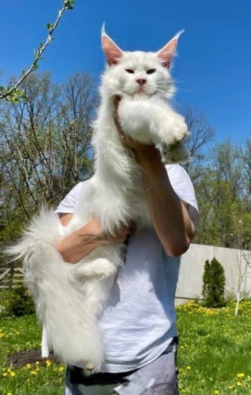 Maine Coon Kittens