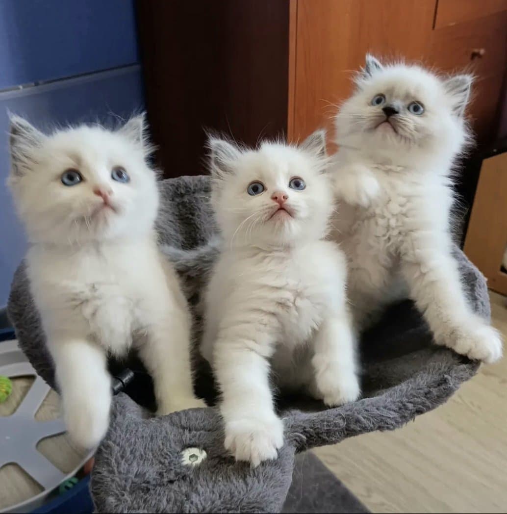 Котята Рэгдолл