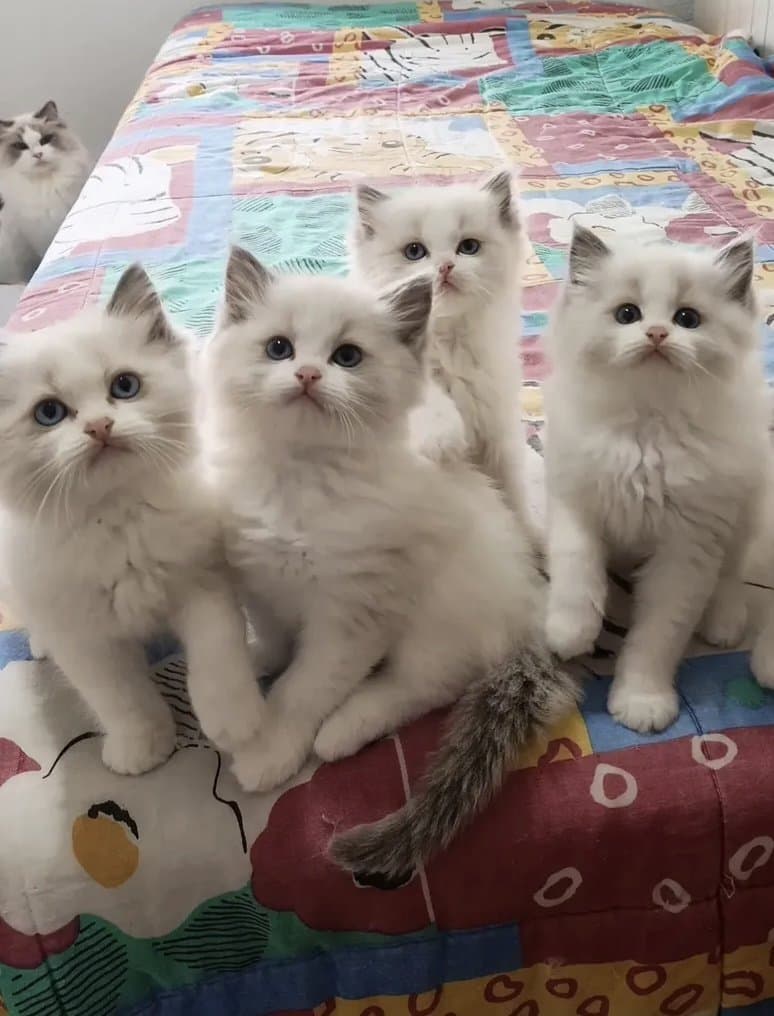 Ragdoll kittens