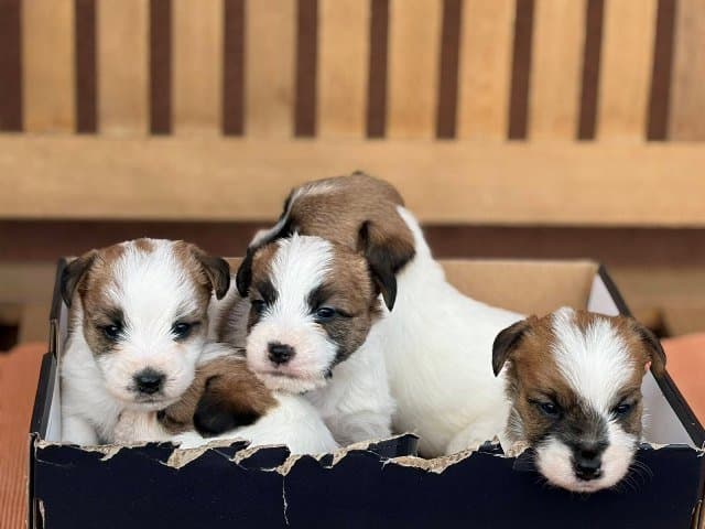 Short-haired Jack Russell Terrier puppies