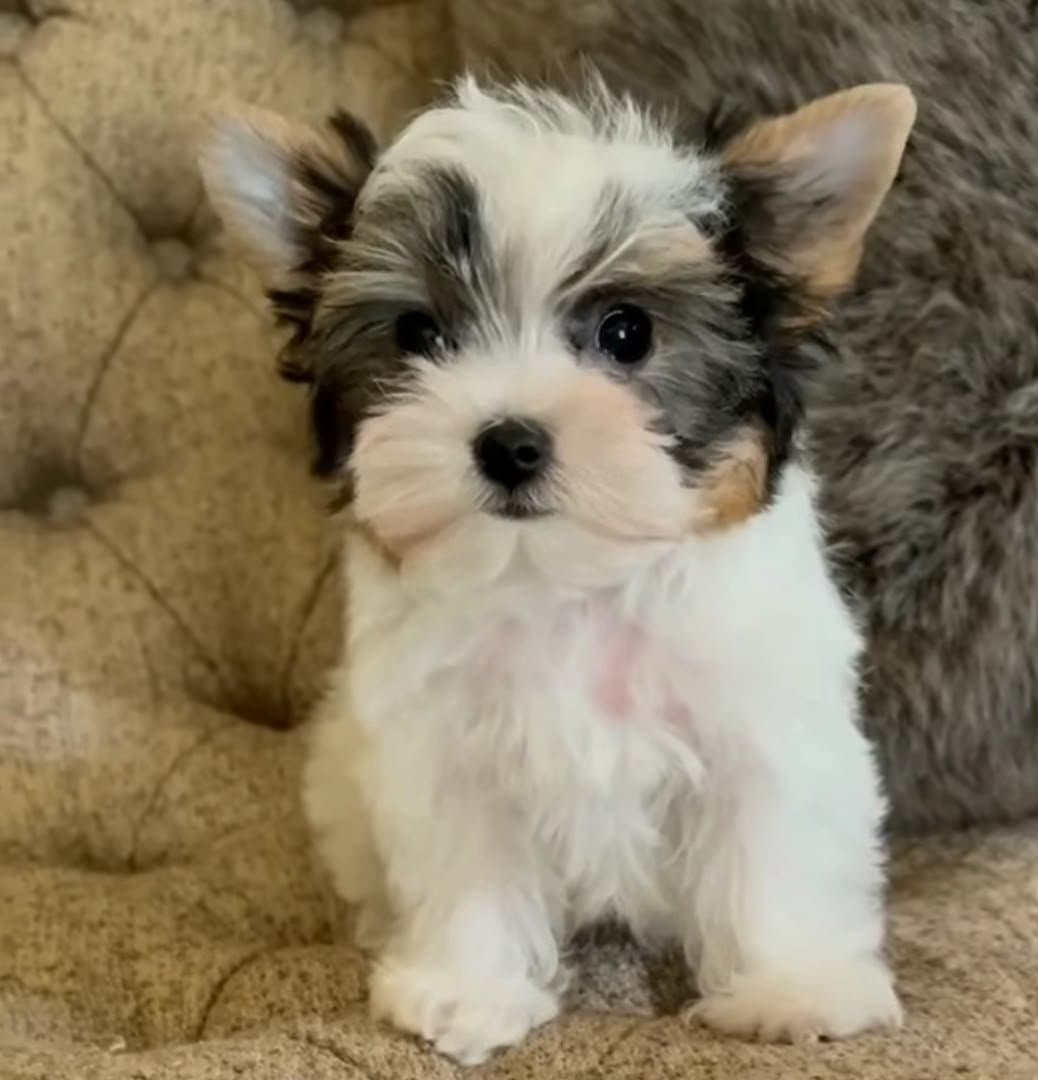 Male Puppy Milo – Looking for a Loving Home