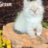 Siberian HYPOALLERGENIC SIBERIAN KITTEN FOR SALE