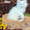 Siberian HYPOALLERGENIC SIBERIAN KITTEN FOR SALE