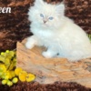 Siberian HYPOALLERGENIC SIBERIAN KITTEN FOR SALE