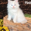 Siberian HYPOALLERGENIC SIBERIAN KITTEN FOR SALE