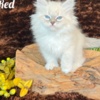 Siberian HYPOALLERGENIC SIBERIAN KITTEN FOR SALE