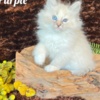 Siberian HYPOALLERGENIC SIBERIAN KITTEN FOR SALE