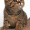 British Shorthair British Shorthair Availabe kittens
