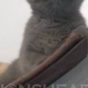 British Shorthair British Shorthair Availabe kittens