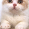 British Shorthair British Shorthair Availabe kittens