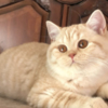 British Shorthair British Shorthair Availabe kittens