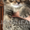 British Shorthair British Shorthair Availabe kittens