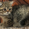 British Shorthair British Shorthair Availabe kittens
