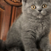 British Shorthair British Shorthair Availabe kittens