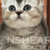 British Shorthair British Shorthair Availabe kittens