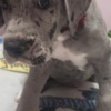 Great Dane Great Dane Puppies