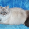 Siberian Beautiful Pure Siberian Kittens ( Neva Masquerade )