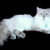 Siberian Beautiful Pure Siberian Kittens ( Neva Masquerade )