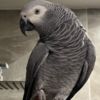 African Grey Parrot African Grey Parrots Proven Pair