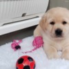 Labrador Retriever Labrador retriever puppies