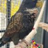 Pionus Tamed Pionus parrots for sale