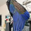 Pionus Tamed Pionus parrots for sale