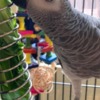 African Grey Parrot X-Mas African Grey baby Parrots Available