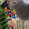 African Grey Parrot X-Mas African Grey baby Parrots Available