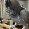 African Grey Parrot X-Mas African Grey baby Parrots Available
