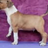 Bull Terrier Standard Bull Terrier puppies